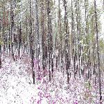 ����ɭ�ֹ�԰����